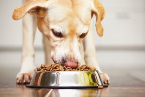 defective pet products, contaminated pet food, pet injury, pet food lawsuit, can i sue a dog food company, can i sue if my pet is sick, pet lawsuits, injured pet, sick pet, Carabin Shaw, clients first, defective product attorneys, San Antonio, injury accident, injury help.